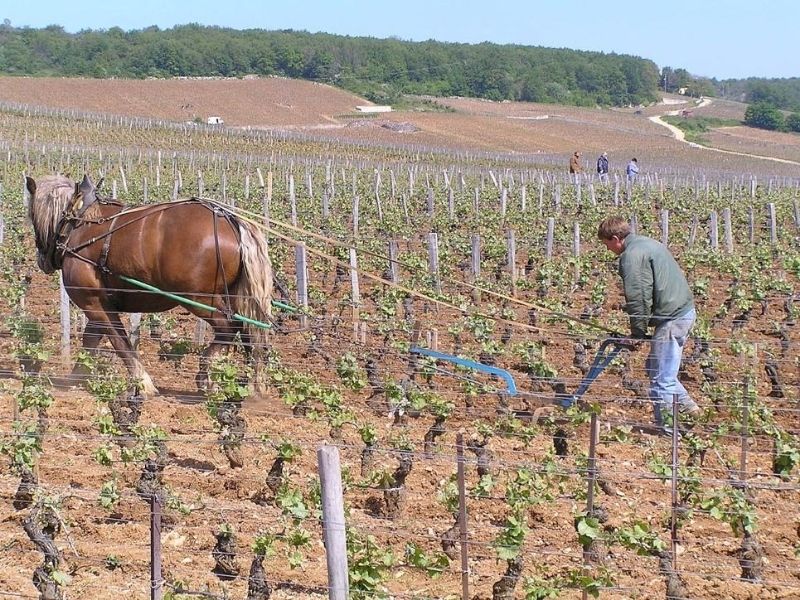 Vinho sem Sulfito