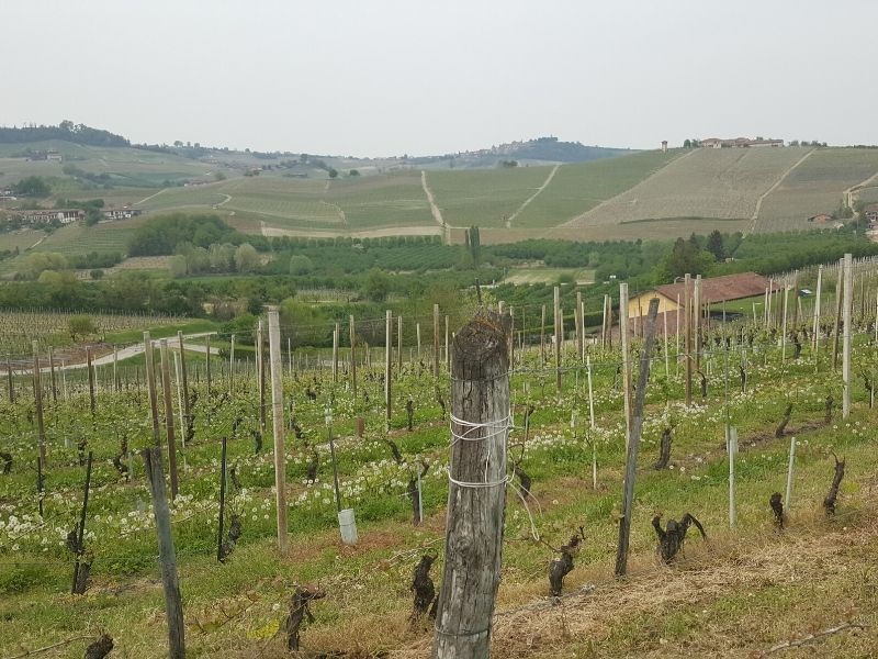 Vinhedo de Nebbiolo da Barolo em La Morra