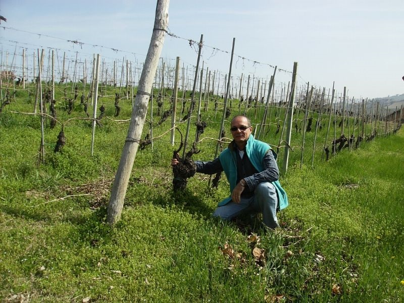 Videira velha de Nebbiolo da Baroloem Grinzane Cavour 